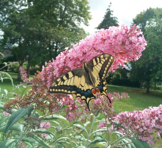 2020.06.28 papillon frederique vivier
