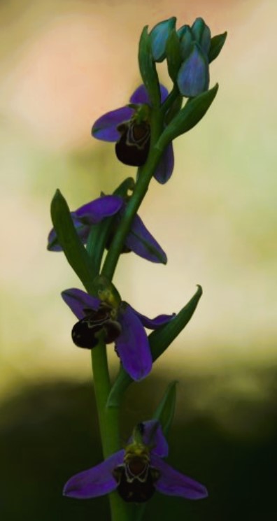 2025.06.02 ophrys abeille jardin mansart 5